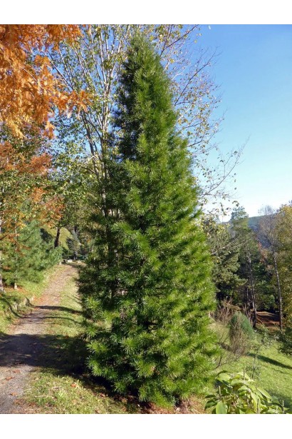 Сціадопітіс мутовчастий